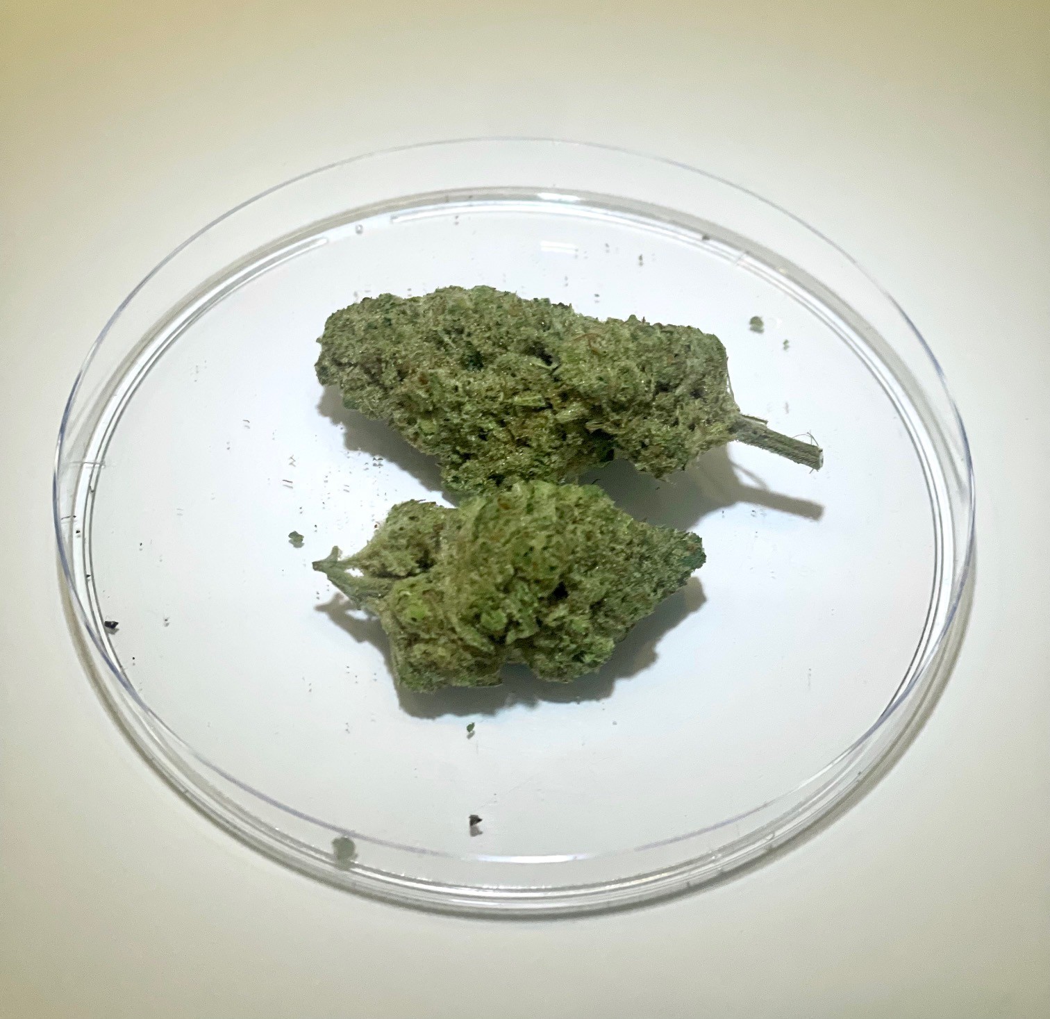 Photograph of product: Lodi Dodi - 14g