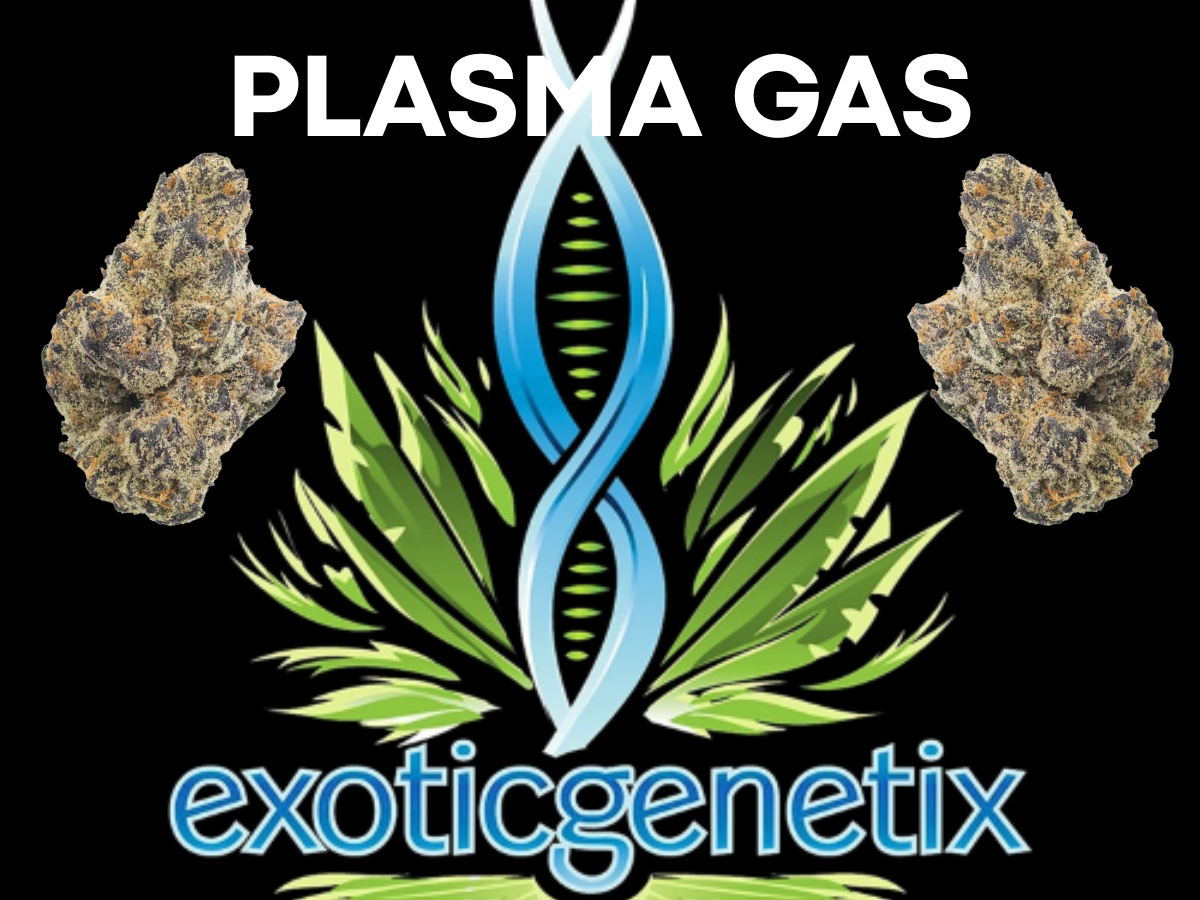 Photograph of product: EXOTIC GENETIX | PLASMA GAS | BULK | Oui'd - 28g
