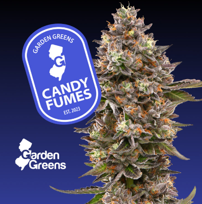 Photograph of product: Garden Greens Flower - Candy Fumes - 3.5g