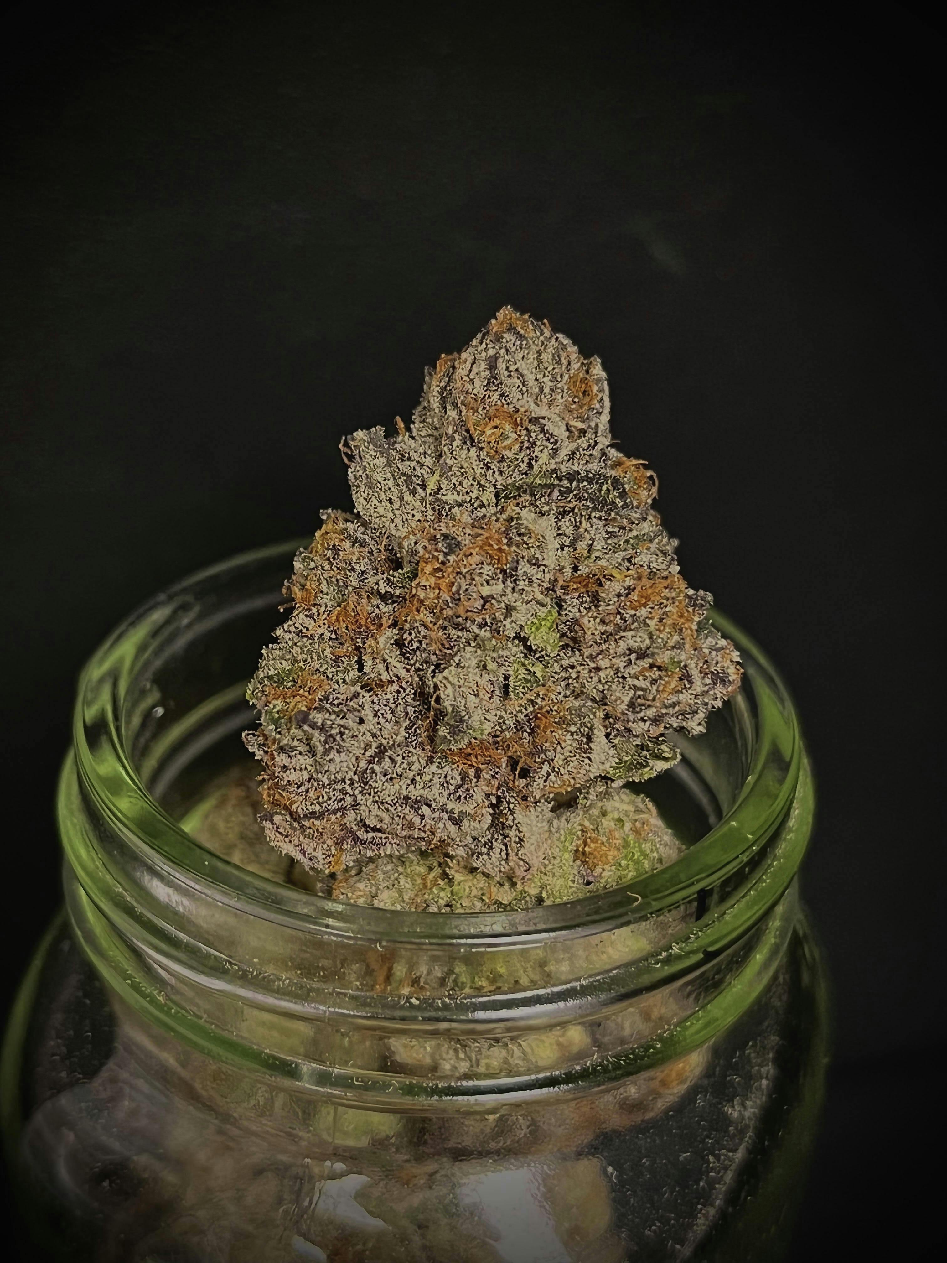 Photograph of product: Melody Cheesecake (Melody Genetics) "CONNOISSEUR SHELF"