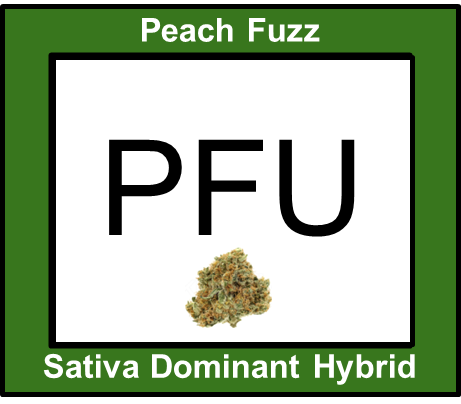 Photograph of product: Peach Fuzz 3.5g - Oui'd Hybrid - Flora Farms
