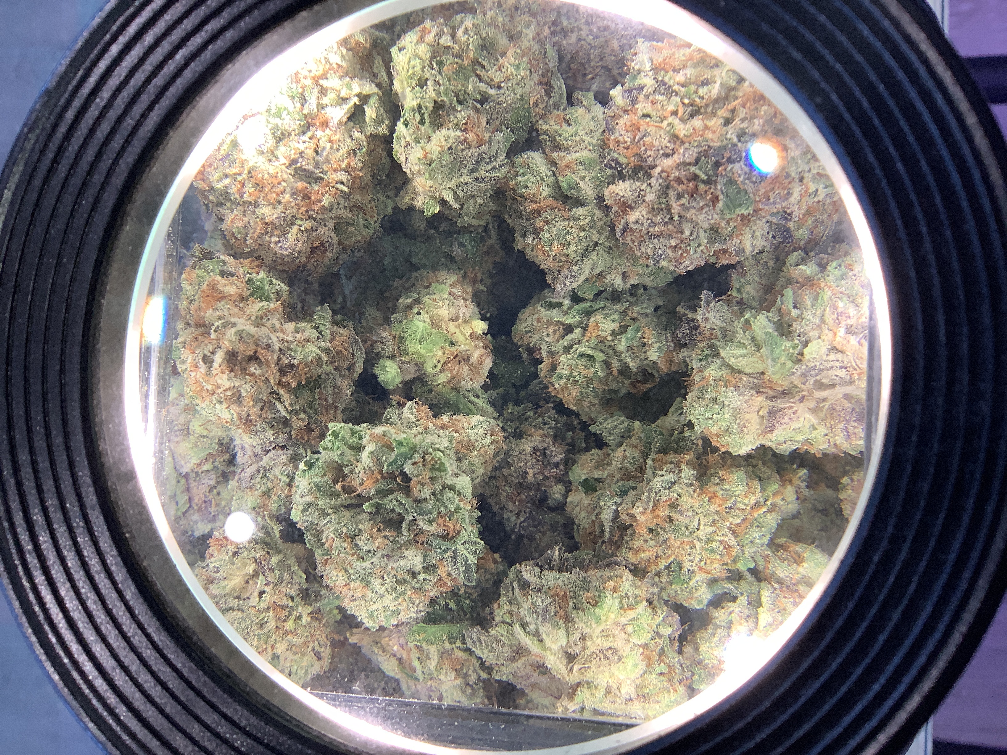 Photograph of product: Bald Peak - GRAPEFRUIT - S - 28g