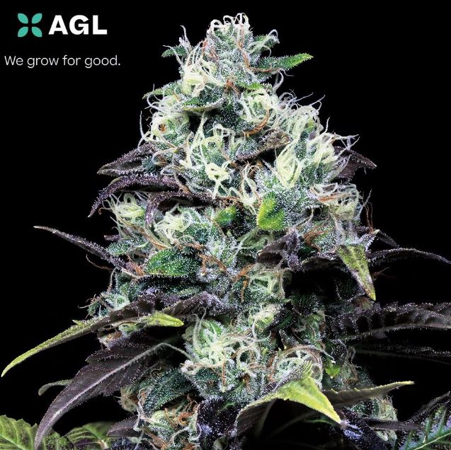 Photograph of product: AGL 3.5g Night Owl Haze (S) 00529 (3.5g)
