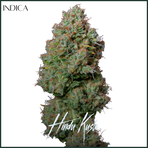 Photograph of product: AltSol DC | Hindu Kush | Flower - 3.5g