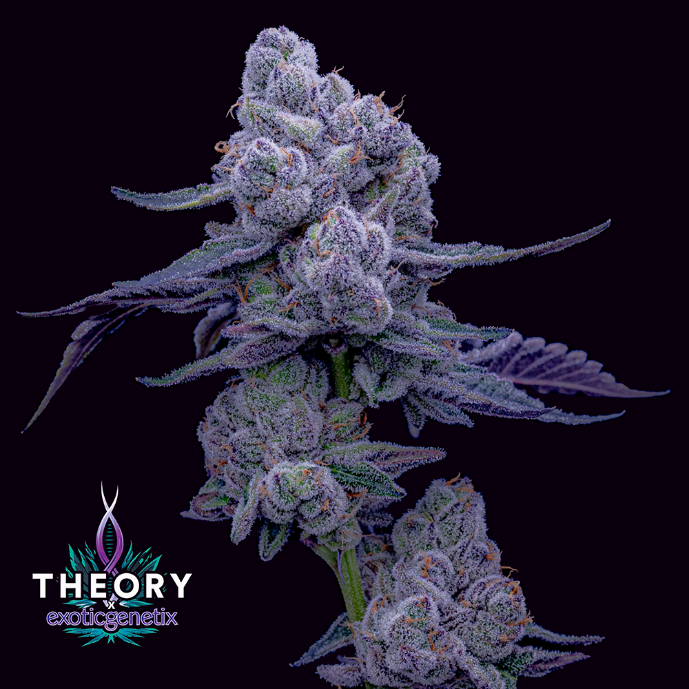 Photograph of product: Drip Station | Flower | 3.5g | By Theory