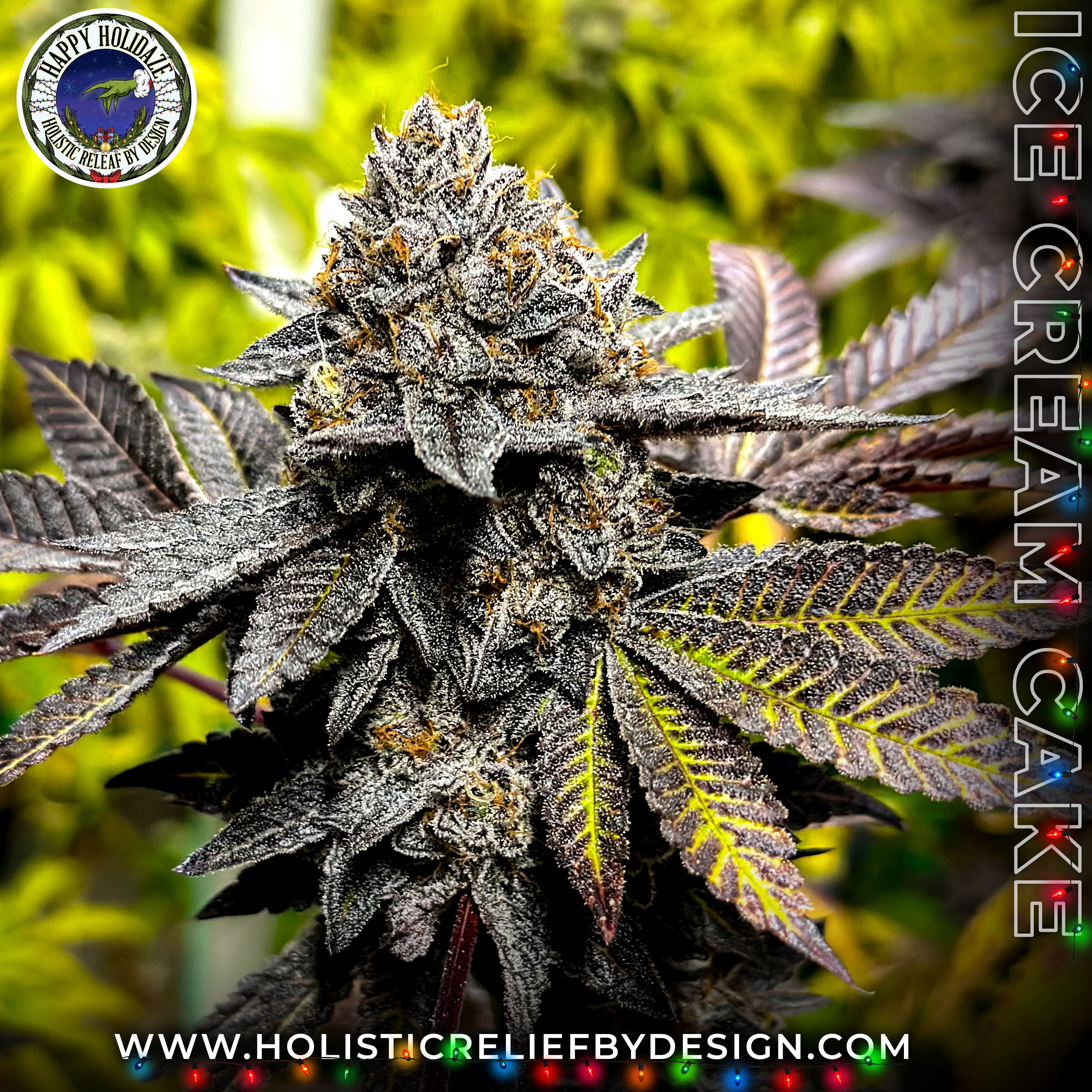 Photograph of Product: IceCreamCake-Flower-|Indica-Dominant|HRBD - 3.5g