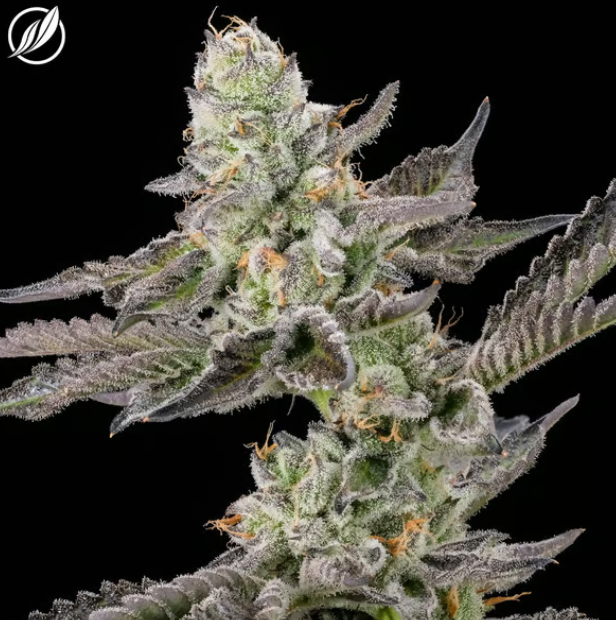 Photograph of product: Modified Haze | Pre-Pack | 3.5g | 25901