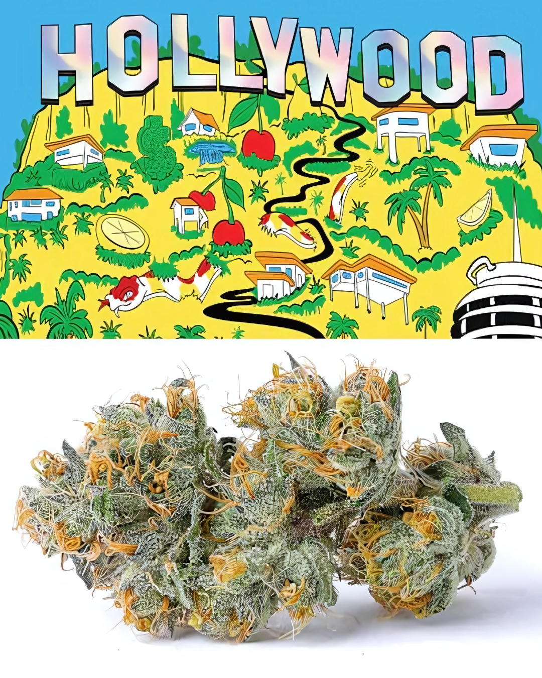Photograph of product: Cookies | Hollywood (i) Premium Indoor Flower 3.5g