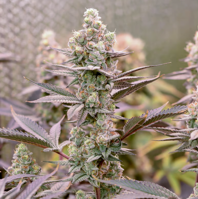 Photograph of product: Holy GMOly | 3.5g | Sol-Canna