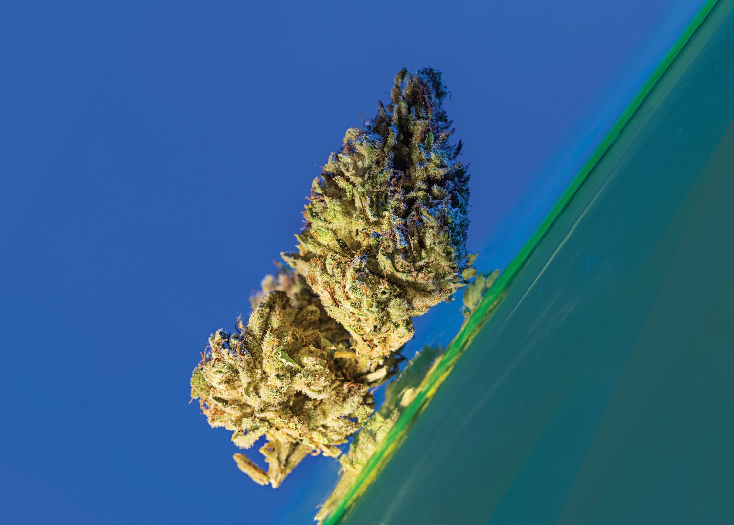 Photograph of product: Grasshopper Farms | Gorilla Glue 3 | Hybrid | Bulk Flower | Bronze - 1g