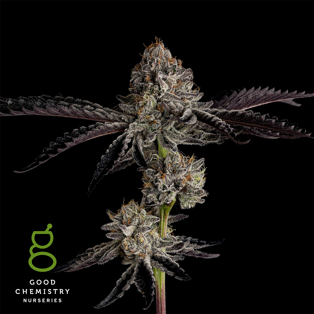 Photograph of product: Lemon Chip Gelato - 3.5g