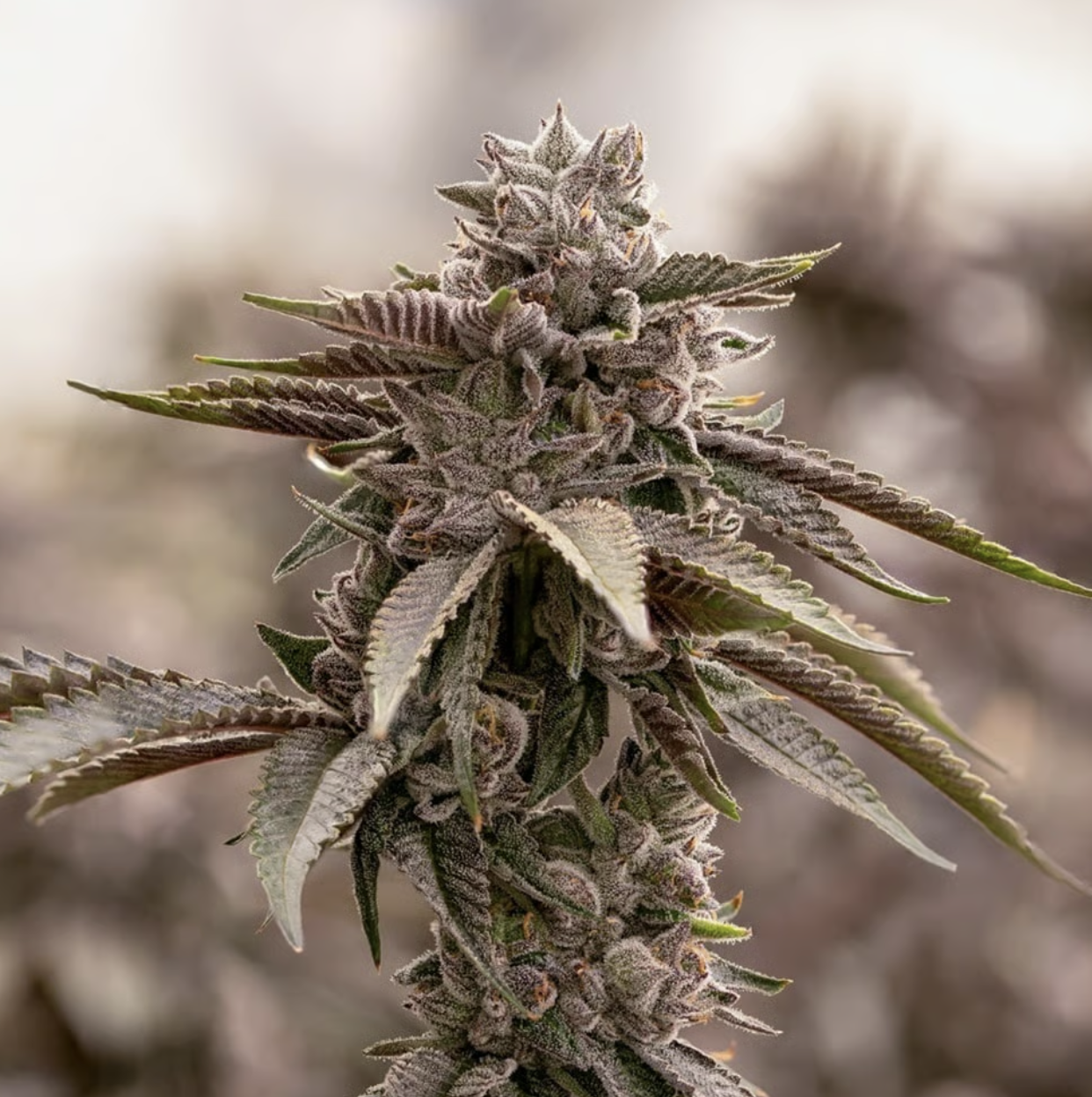 Photograph of product: SOL-CANNA HUMBOLDT'S MOST WANTED POPCORN - 14g