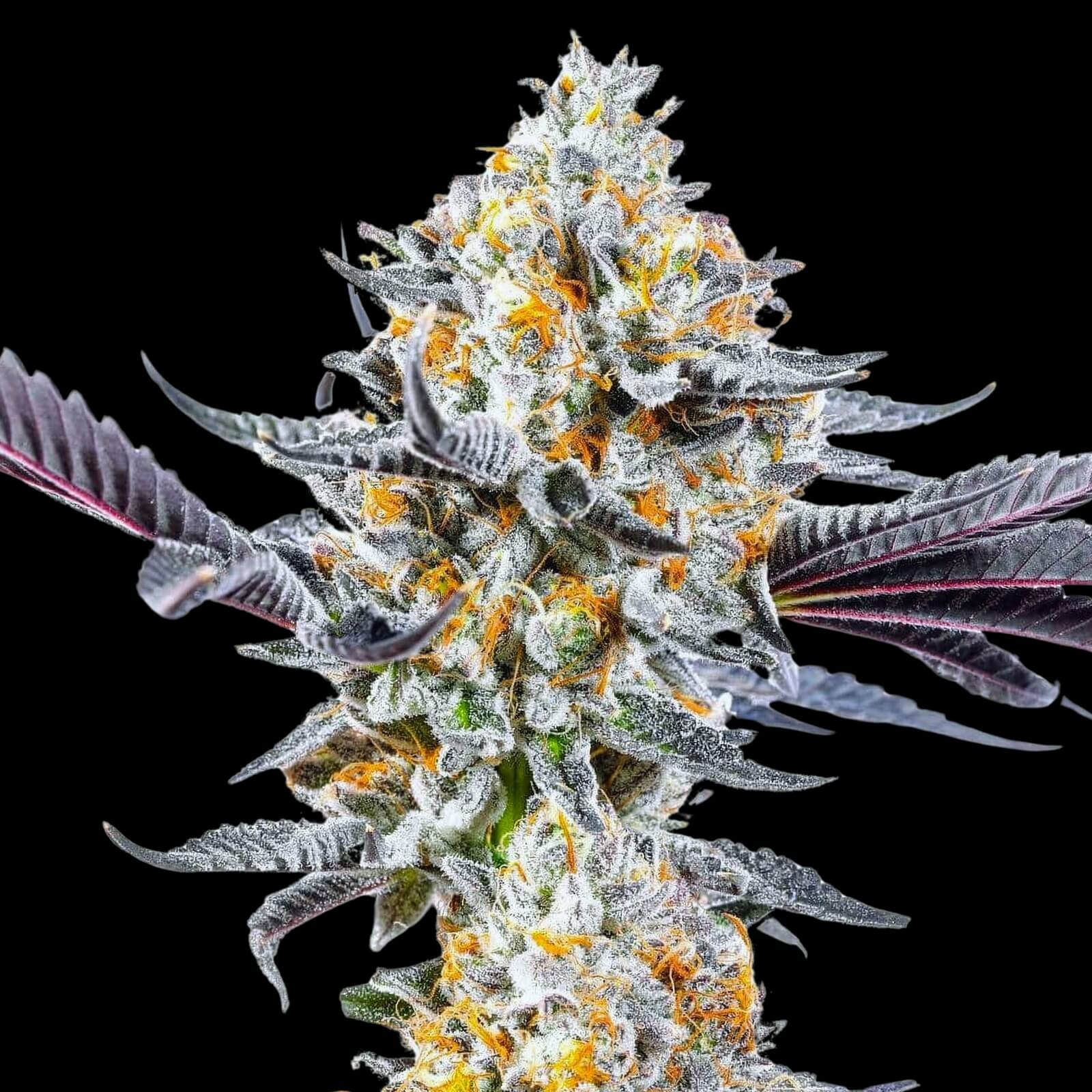 Photograph of product: Do-Si-Dos - 14g flower