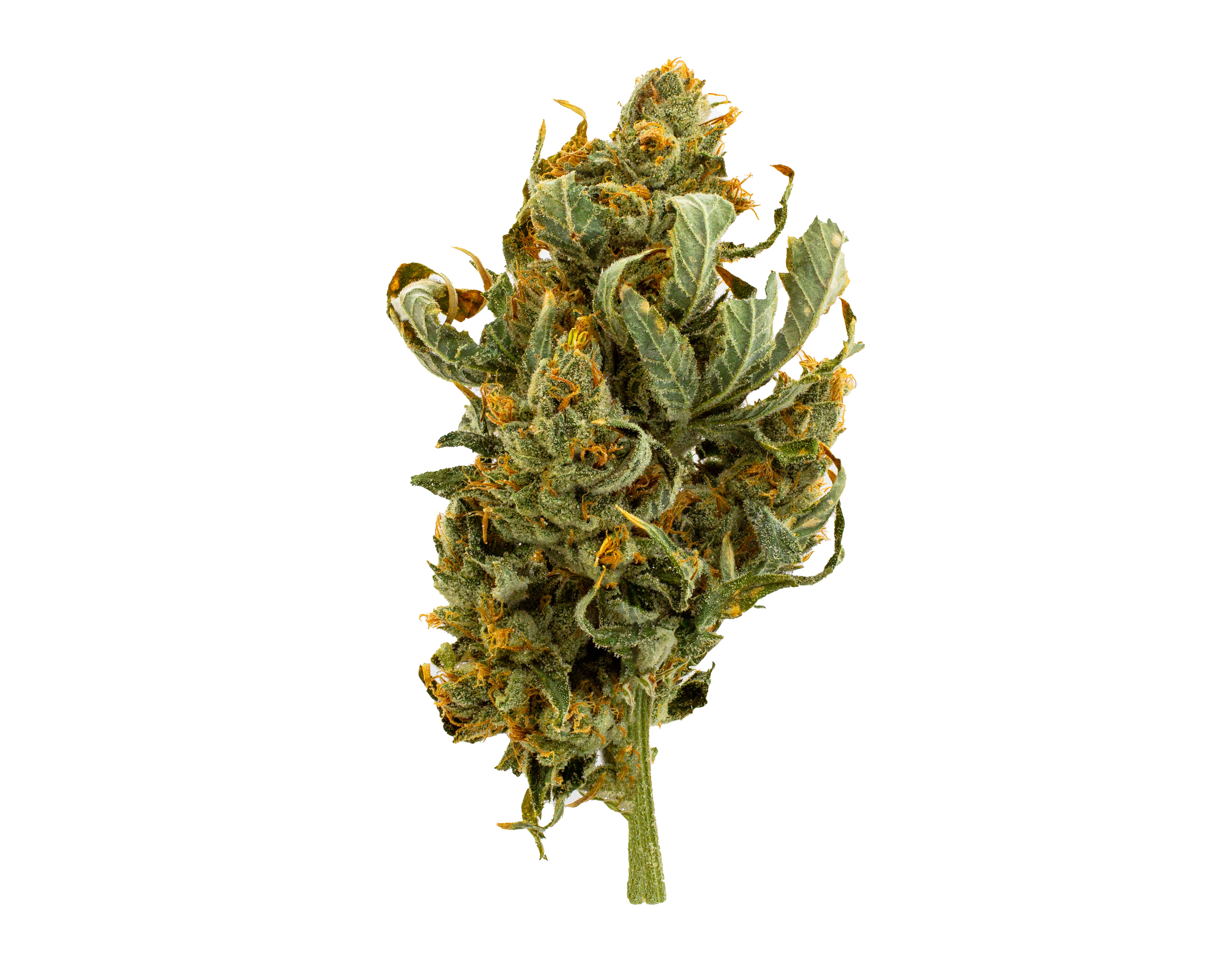 Photograph of Product: Chem Dawg Small Buds 7g