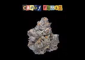 Photograph of product: PRO GRO | CANDY FUMES - PREPACK Oui'd-HYBRID - 3.5g