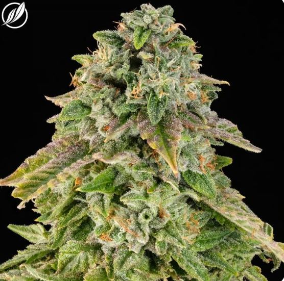 Photograph of product: Magenta Dream Flower I 26065 (AU) - 3.5g
