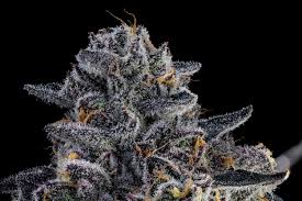 Photograph of product: Purple Panties - 7g - Flower