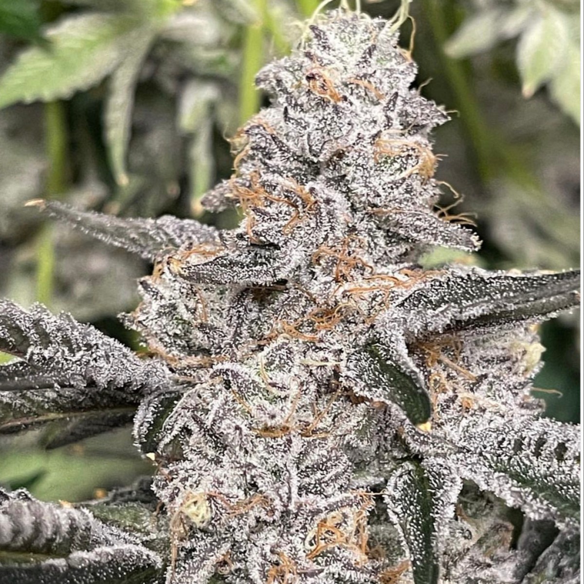Photograph of product: GRM - Point Break - 3.5g
