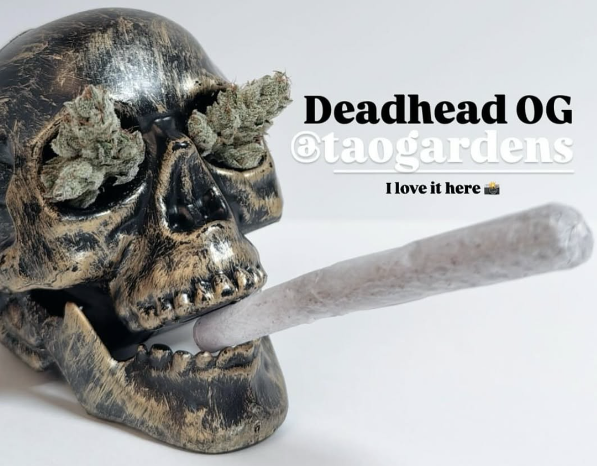 Photograph of product: Tao Gardens | Deadhead OG - 2g