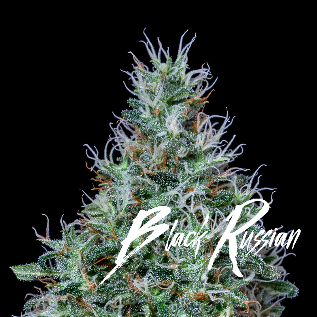 Photograph of product: AltSol | Black Russian | Bulk Flower - 28g