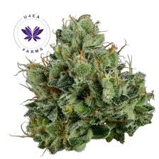 Photograph of product: Whoopie Pie Flower Small Buds | 3.5G | Brown Bag U4EA Farms ES