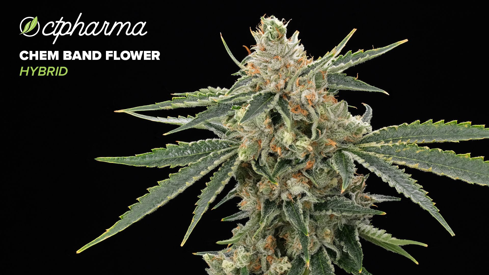 Photograph of product: CTPharma Chem-band Whole Flower 21.67% (H) 3.5g - 25704