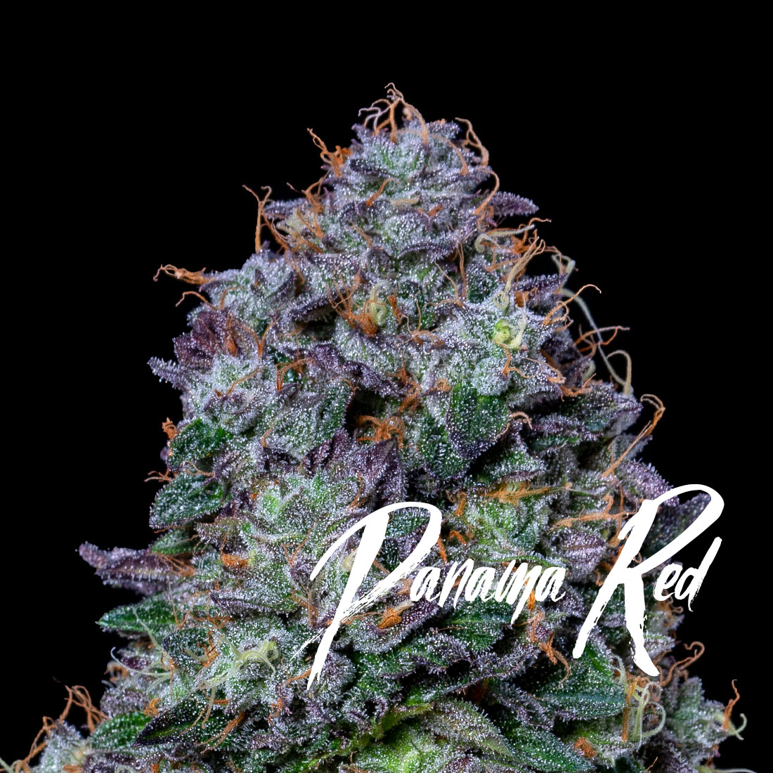 Photograph of product: Panama Red - 3.5g