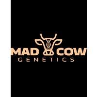 Photograph of product: Mad Cow Single Joint | Lemon Cherry Gelato