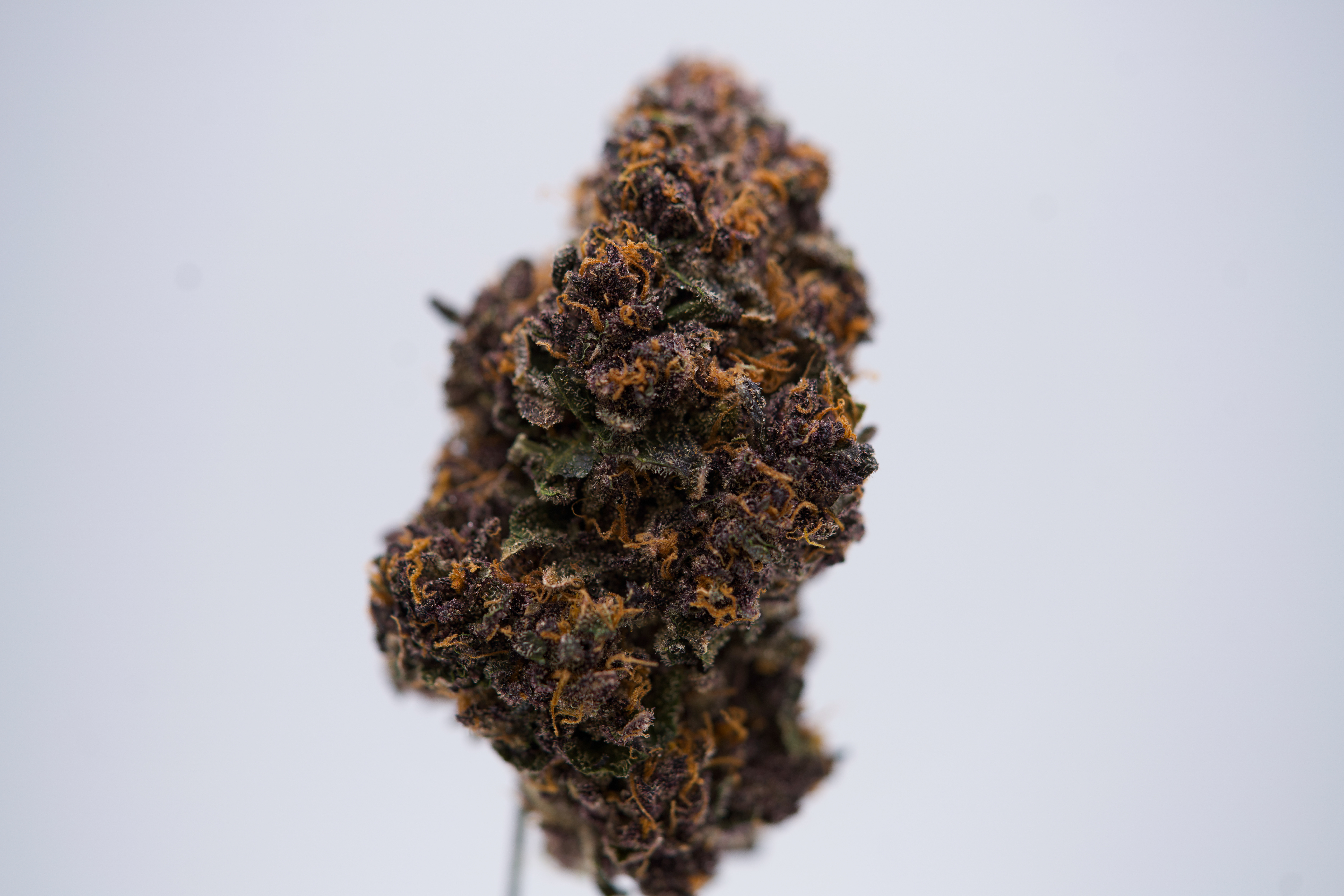 Photograph of product: Raspberry Sunset Flower - 3.5g