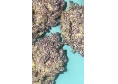 Photograph of product: 3.5 Platinum Bird - 7g