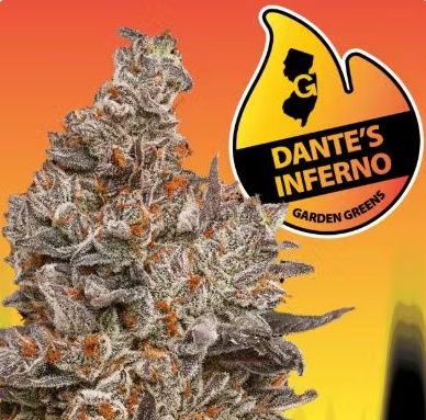 Photograph of product: Garden Greens - Dante's Inferno 3.5g Flower