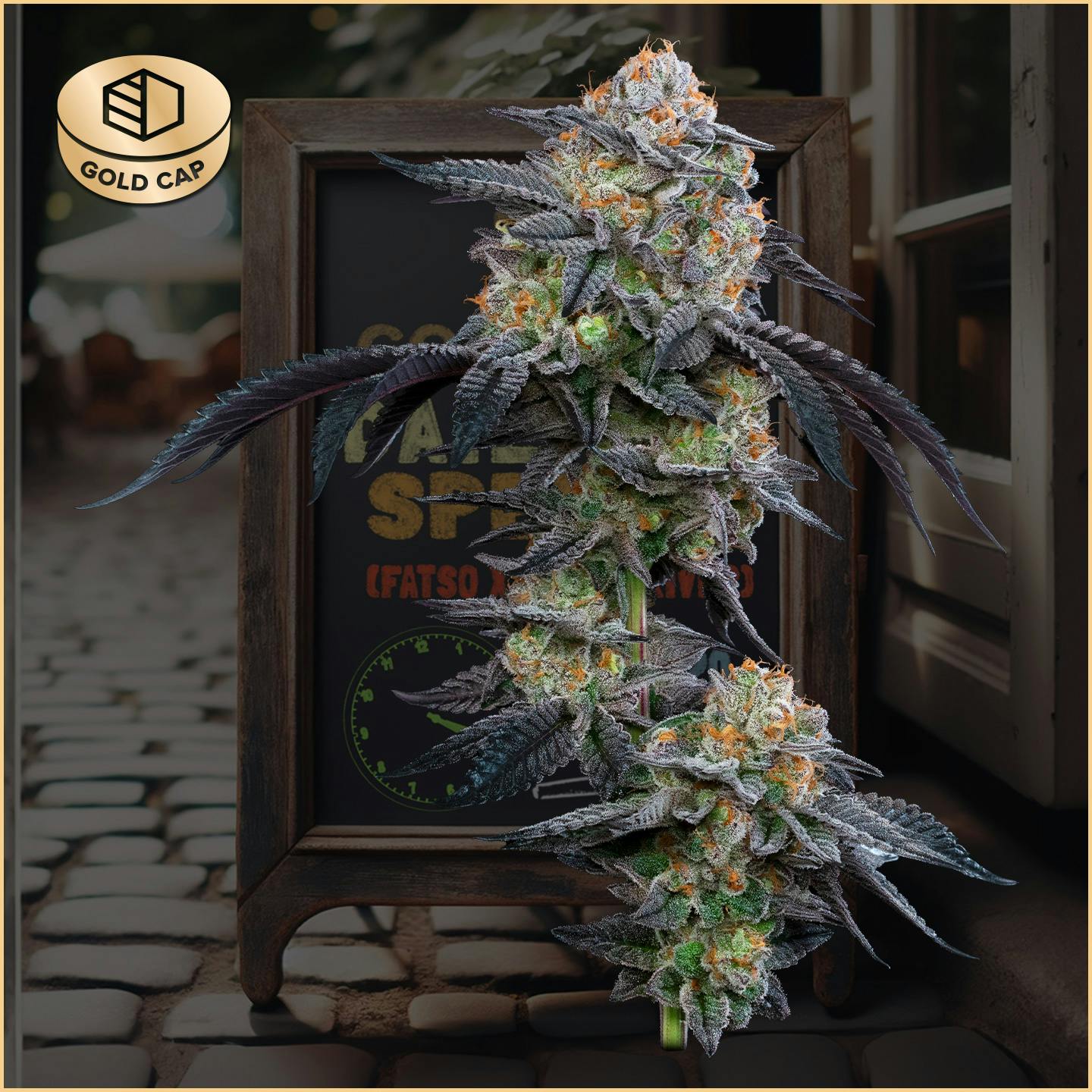 Photograph of product: Daily Special