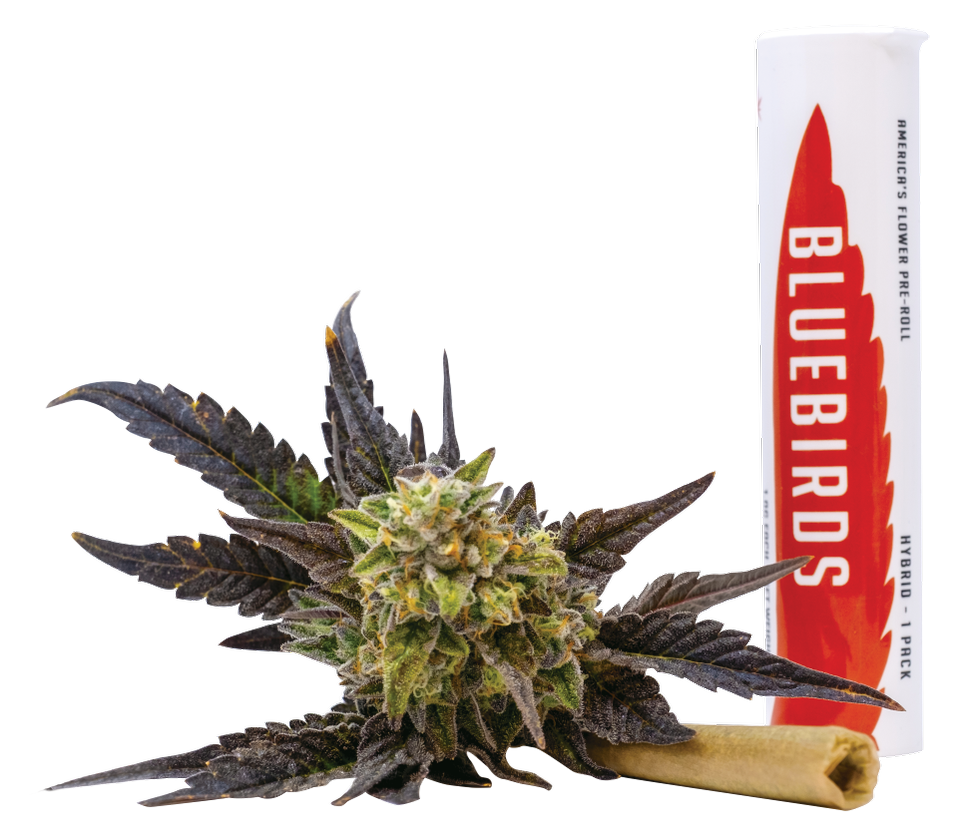 Photograph of product: Member Berry 1pk 1g