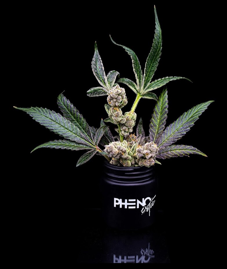 Photograph of Product: (10688) Pineapple Fruz x Biscotti Sherb 3.5G