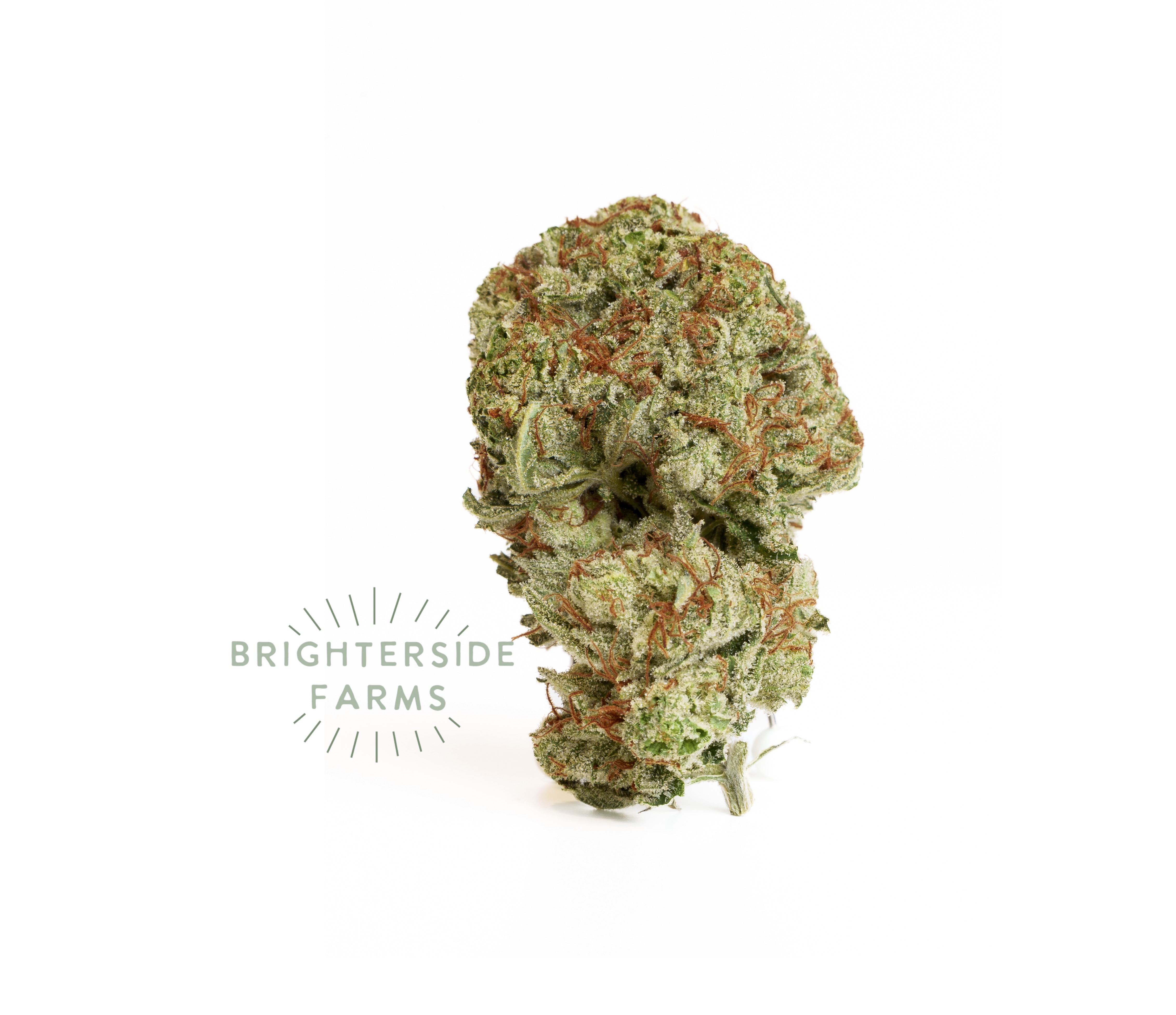 Photograph of product: Brighterside Farms - Gelato Mints - Flower - (I) - 3.5g