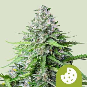 Photograph of product: RQS | IGrowCan Royal Cookies Autoflower