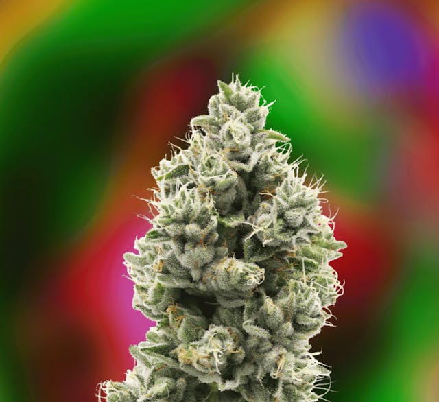 Photograph of product: The Sweeties #7 | 14g - 