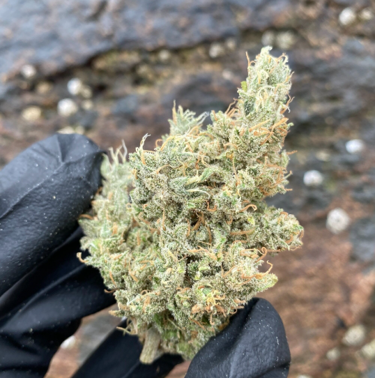 Photograph of product: Kiwi - 3.5g
