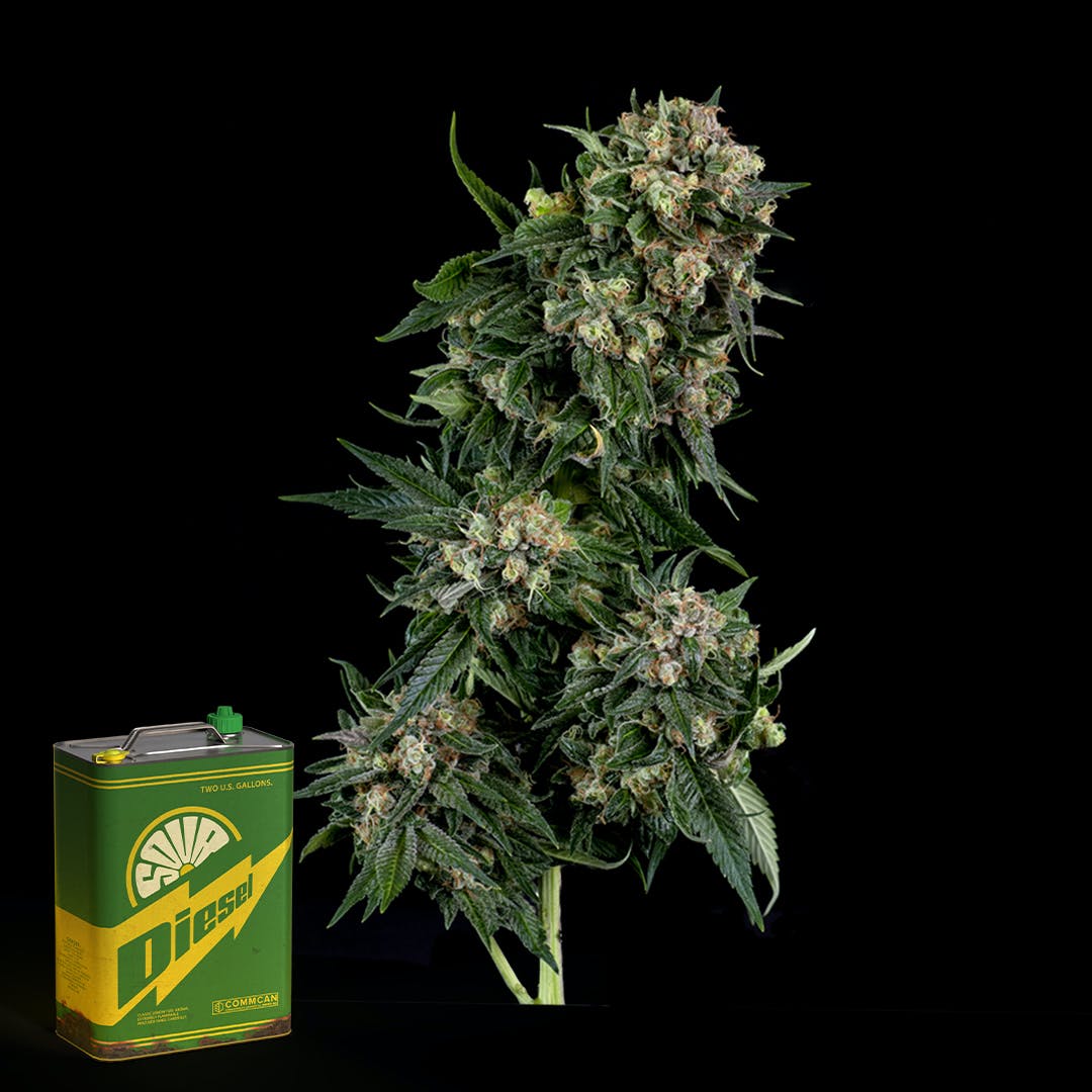 Photograph of product: Sour Diesel Buds | 3.5g | Gold Cap