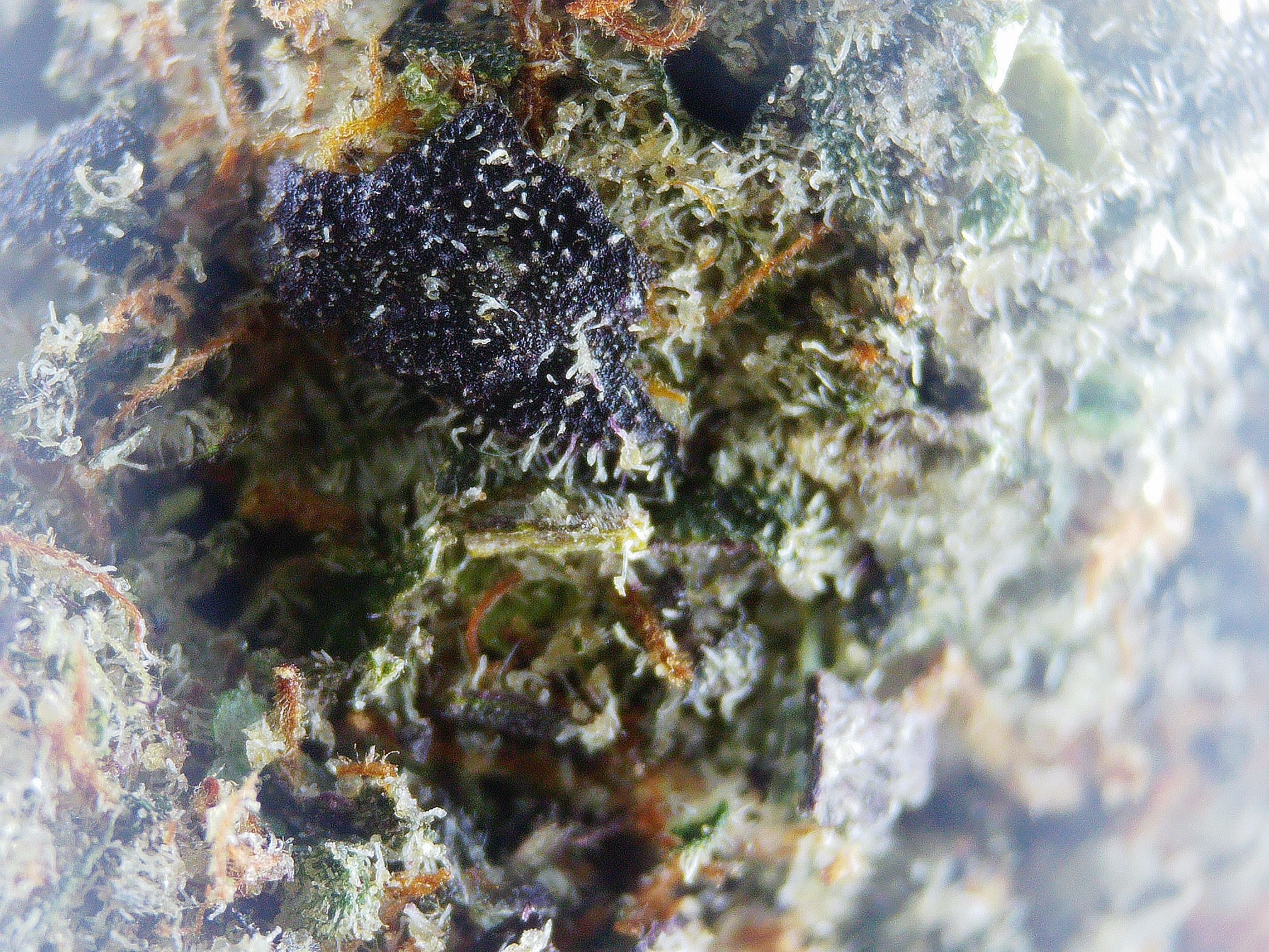 Photograph of Product: Satori Grape Cookies 1/2 - 14g
