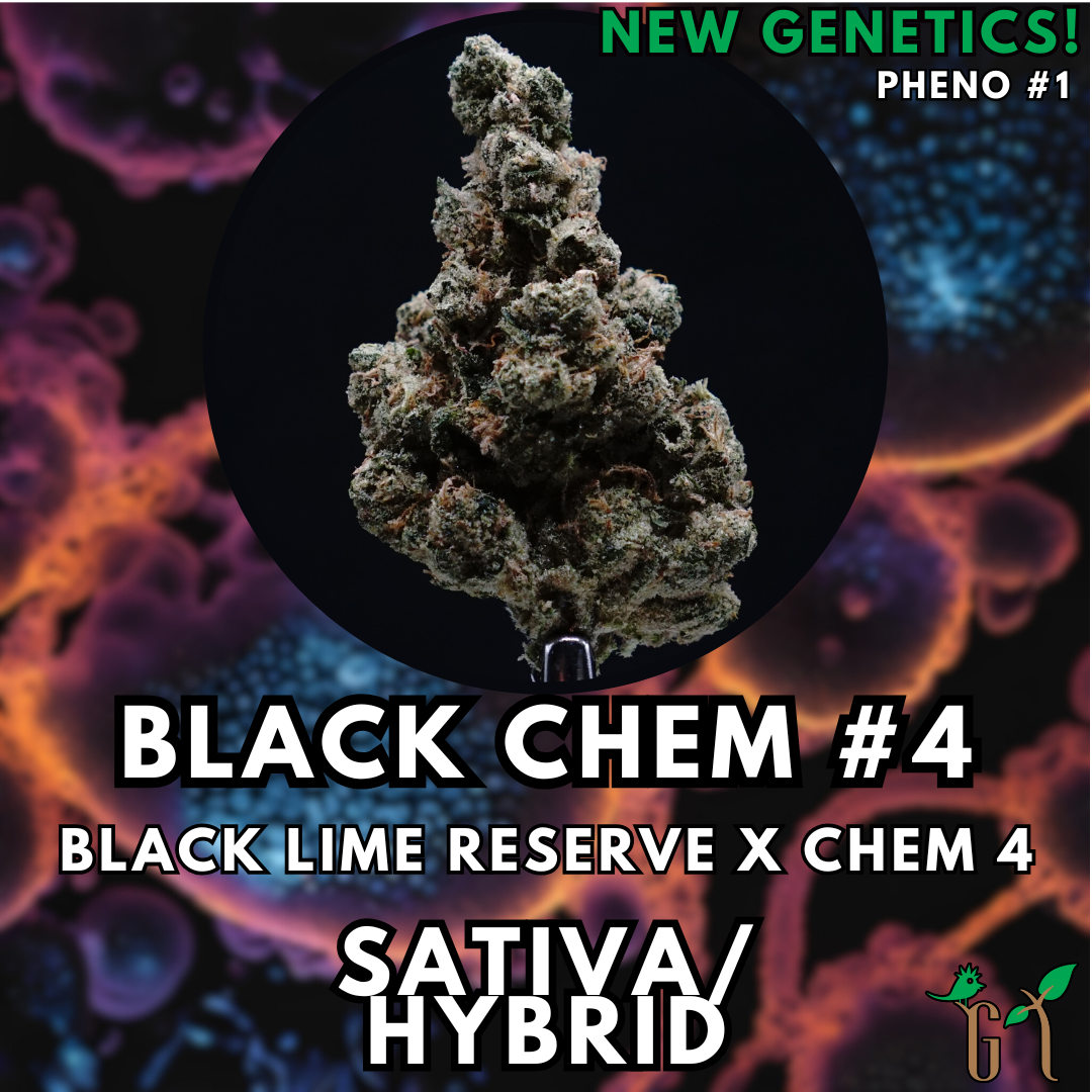 Photograph of product: Flower - Black Chem #4 - Tier 2 - 28g