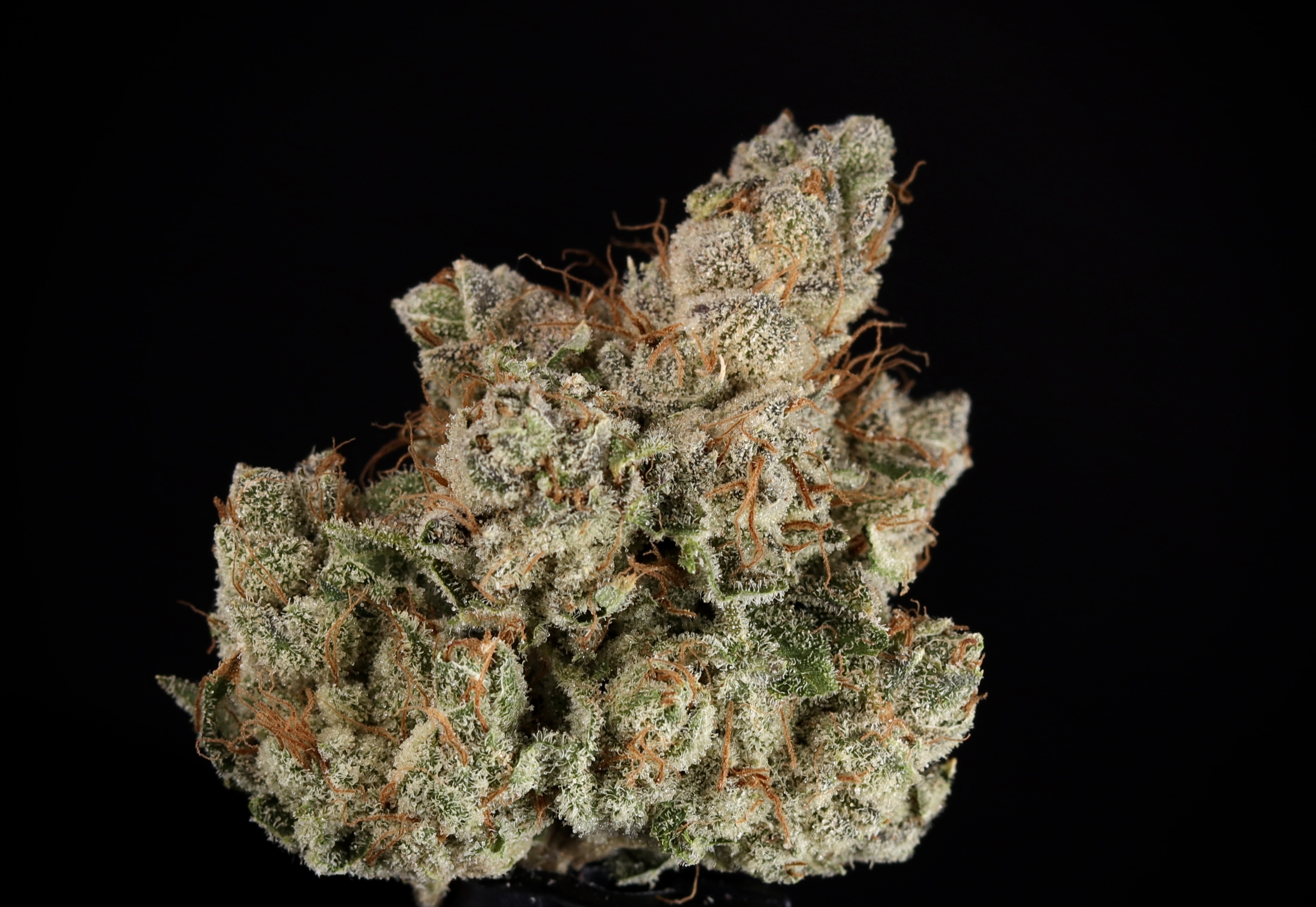 Photograph of product: Frosted Kush - Landrace Oui'd Co. - 1g
