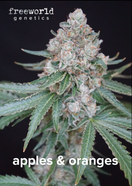 Photograph of Product: Freeworld - Seeds - Apples & Oranges (H)