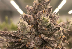 Photograph of product: Northern Lights | 3.5g | Flower