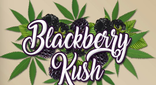 Photograph of product: Timeless Vape Cart 1g- Blackberry Kush