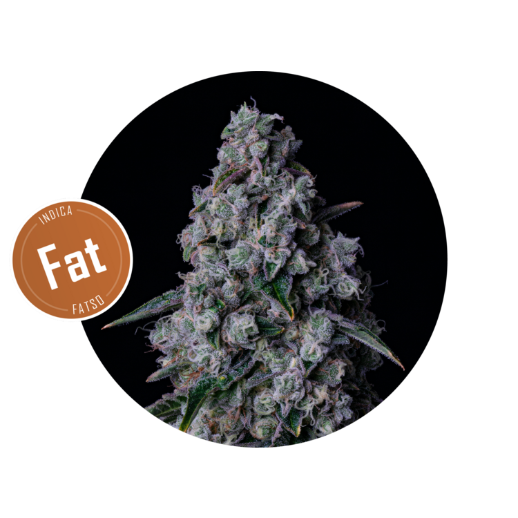 Photograph of product: Fatso sbx - 3.5g