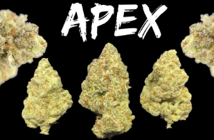 Photograph of product: Glenna's & Co Apex 3.5g