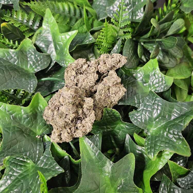 Photograph of product: Gush Mints - Indoor Flower - Kaprikorn - Harvested: 4/14/25 - 1g