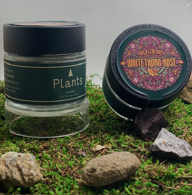 Photograph of product: WHITETHORN ROSE PLANTS BY HUCKLEBERRY HILLS FARM