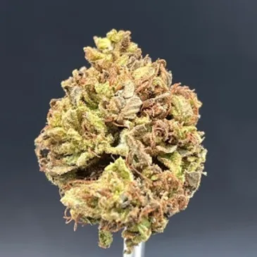 Photograph of product: Oceana Gardens | Orange Cream Pop Flower - 28g